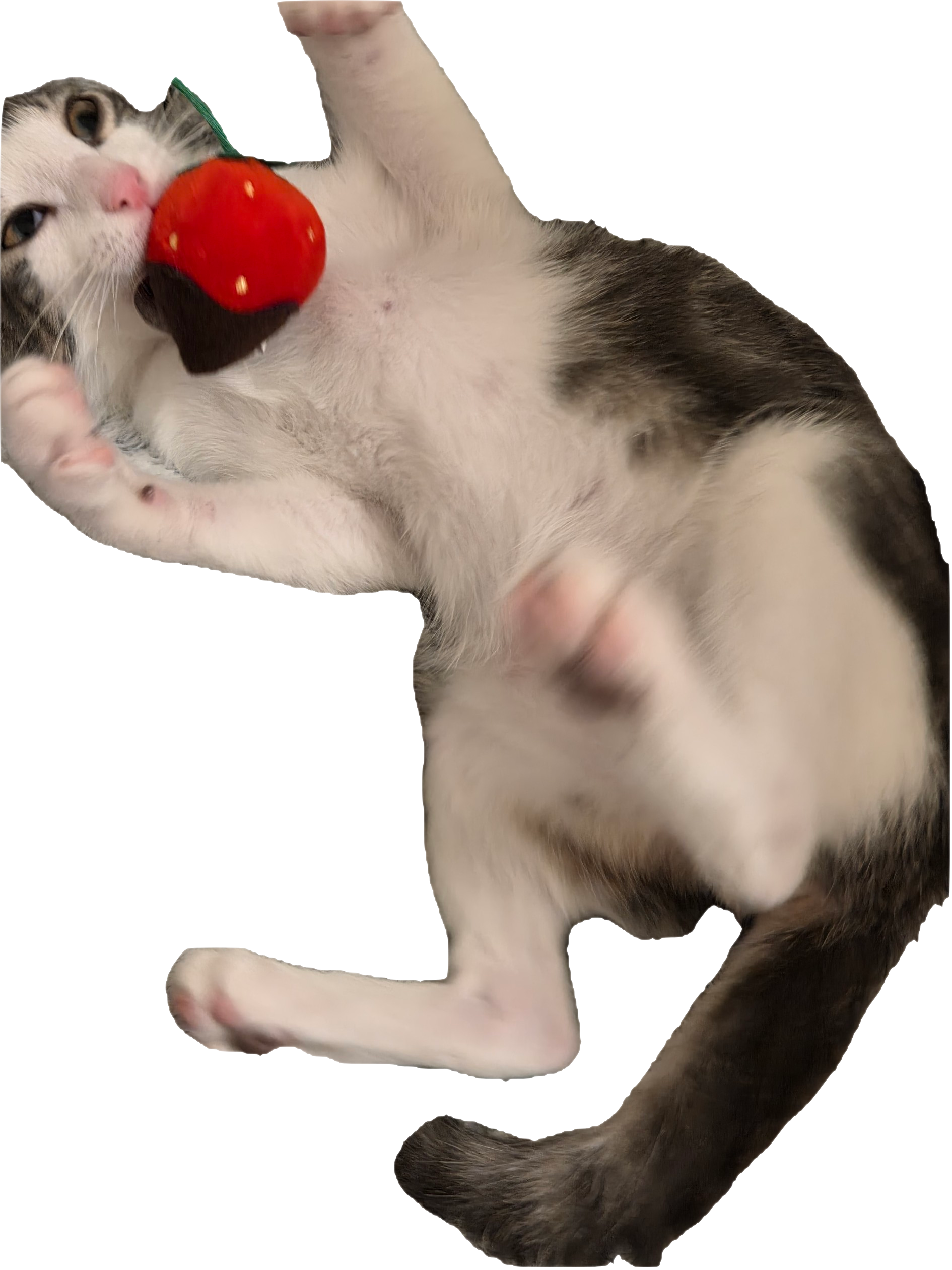 Lamar playing — purple round