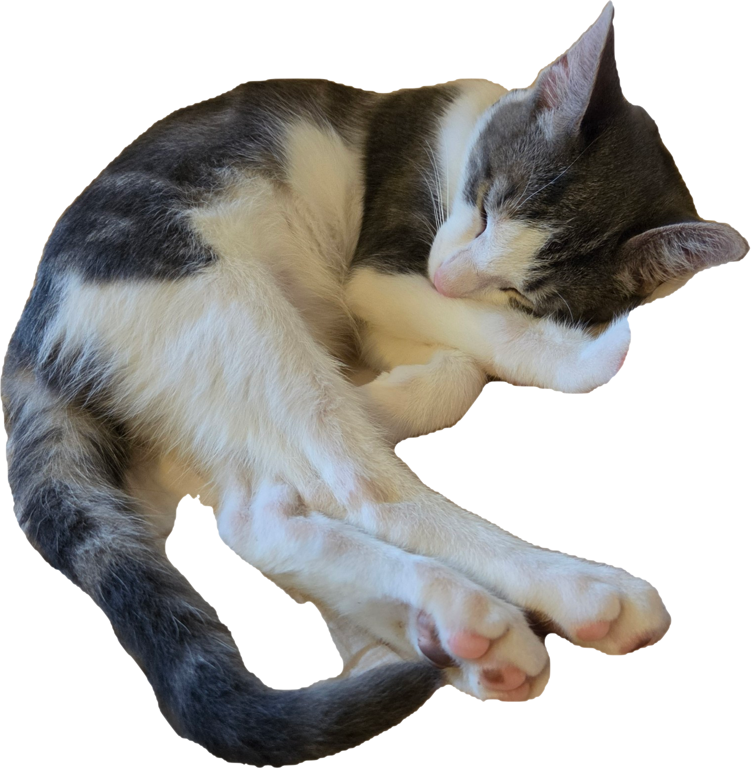 Lamar sleeping — blue round