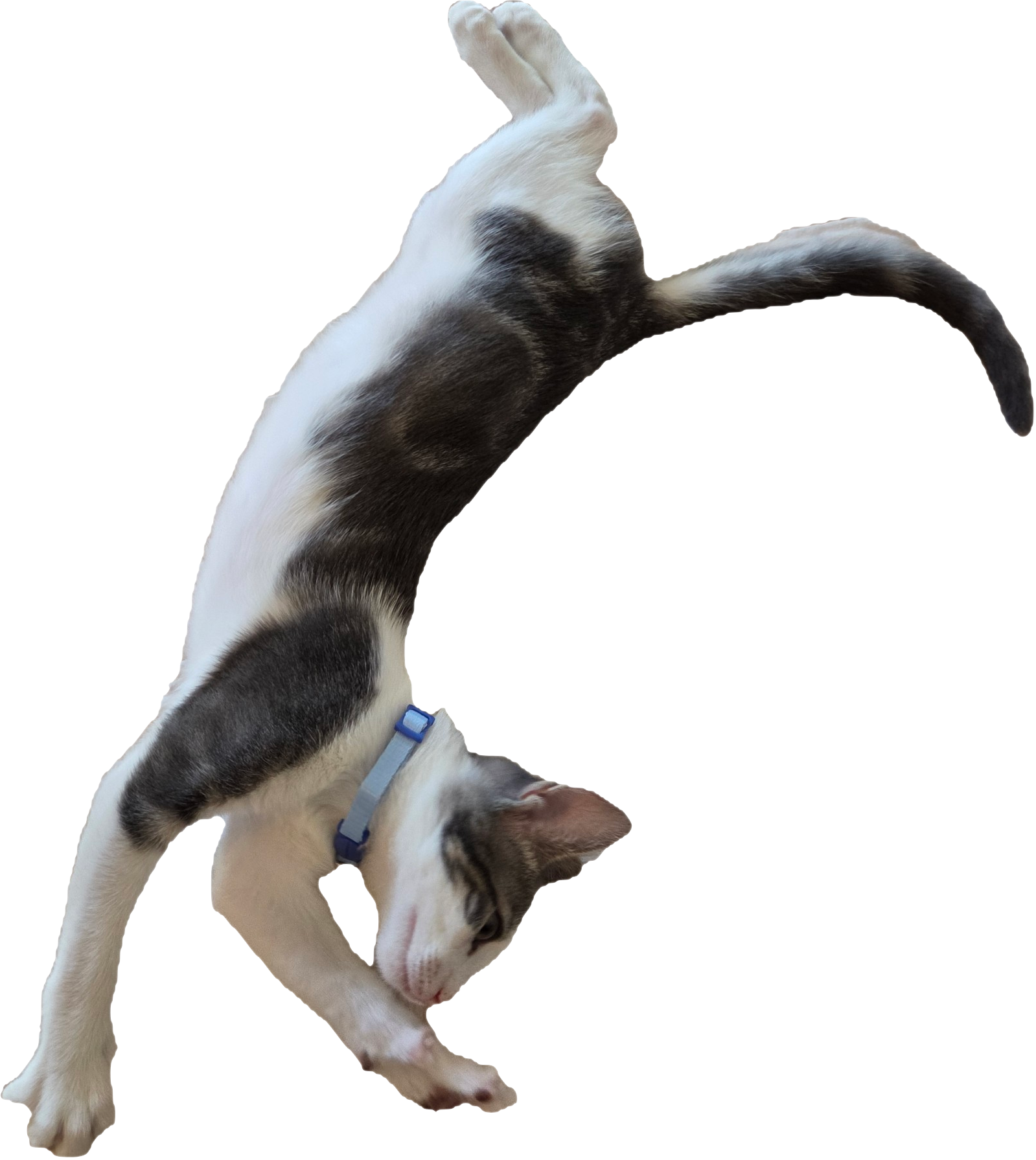 Lamar stretching — green round