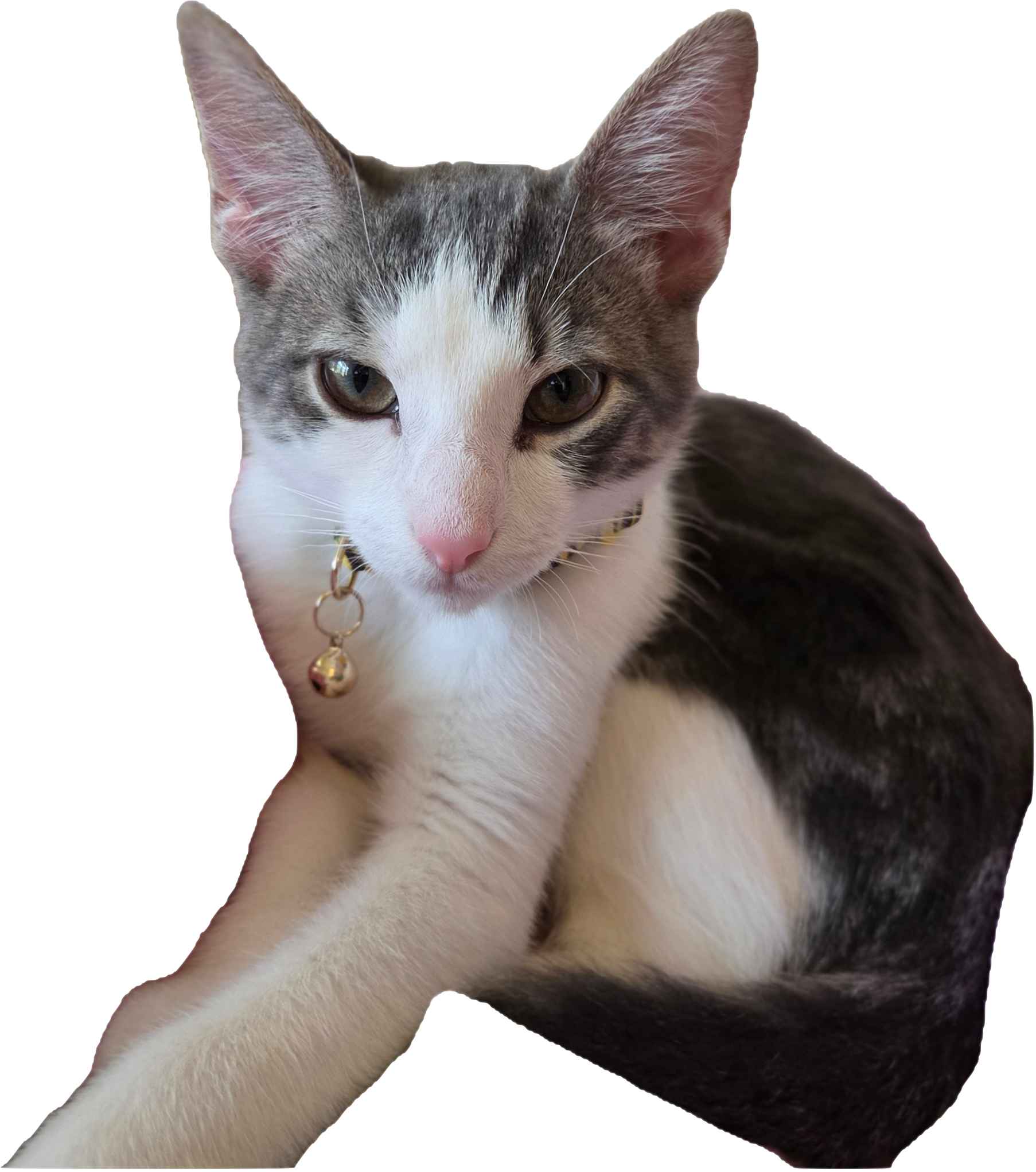Lamar sitting — pink round